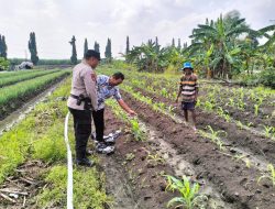 Bhabinkamtibmas Desa Gamping Cek Pertumbuhan Tanaman Jagung di Lahan Warga