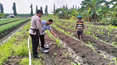 Bhabinkamtibmas Desa Gamping Cek Pertumbuhan Tanaman Jagung di Lahan Warga