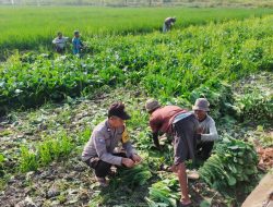 Bhabinkamtibmas Desa Jedong Cangkring Pantau Petani Panen Sayuran