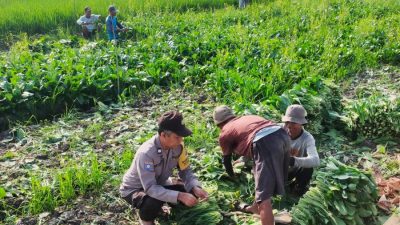 Bhabinkamtibmas Desa Jedong Cangkring Pantau Petani Panen Sayuran