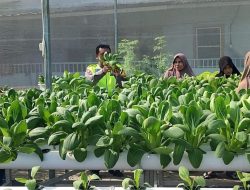 Bhabinkamtibmas Desa Kletek Cek Green House Ketahanan Pangan