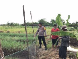 Bhabinkamtibmas Desa Punggul Bersama Warga Cek Lahan Katahanan Pangan