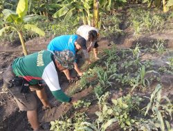 Bhabinkamtibmas Desa Sukorejo Dampingi Warga Kerjakan Lahan Ketahanan Pangan