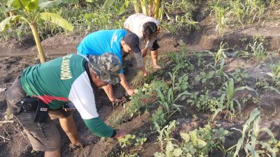 Bhabinkamtibmas Desa Sukorejo Dampingi Warga Kerjakan Lahan Ketahanan Pangan
