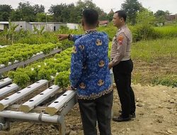Bhabinkamtibmas Desa Watugolong Tinjau Lahan Hidroponik Selada untuk Ketahanan Pangan