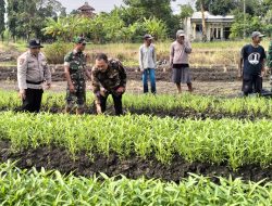 Bhabinkamtibmas Desa Gamping Maksimalkan Penanaman Kangkung Program Ketahanan Pangan
