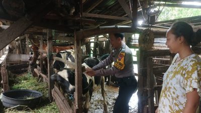 Bhabinkamtibmas Polsek Taman Kunjungi Peternakan Sapi Dukung Ketahanan Pangan