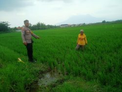 Cek Keberhasilan Tanam Padi, Kanit Binmas Polsek Krembung Turun ke Lapangan  Pertanian