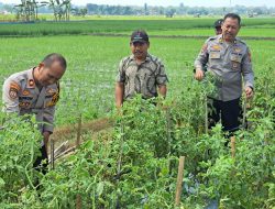 Dukung Asta Cita Presiden RI, Kapolsek Padangan Dampingi Petani Panen Tomat