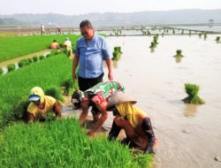 Dukung Program Ketahanan Pangan, Babinsa Trucuk Bojonegoro Bantu Petani Desa Padang Percepat Tanam Padi