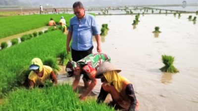 Dukung Program Ketahanan Pangan, Babinsa Trucuk Bojonegoro Bantu Petani Desa Padang Percepat Tanam Padi
