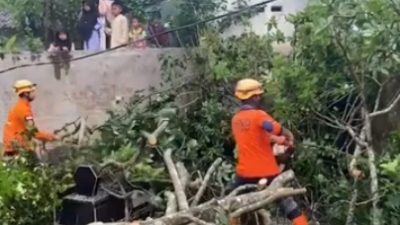 Hujan dan Angin Kencang Melanda Bondowoso, Sejumlah Pohon Tumbang
