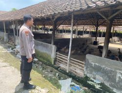 Kampung Bebek Desa Kebonsari Dukung Ketahanan Pangan