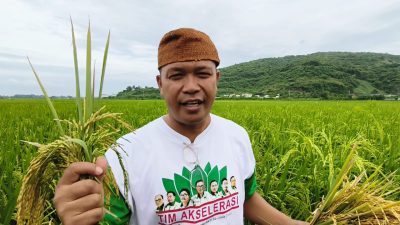 Ketua HKTI Jember  Moh. Sholeh Sosialisasi Langsung di Lahan Jelang Panen Raya Padi