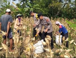 Polsek Bojonegoro Kota Dukung Ketahanan Pangan, Dampingi Petani di Desa Kalirejo