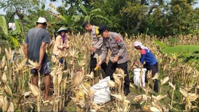 Polsek Bojonegoro Kota Dukung Ketahanan Pangan, Dampingi Petani di Desa Kalirejo