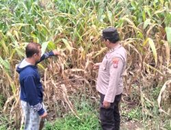 Polsek Gondang Dukung Ketahanan Pangan, Kanit Binmas Dampingi Petani Panen Jagung