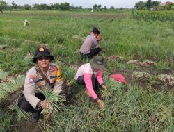 Polsek Krembung Bersama Warga Panen Bawang Merah Wujud Nyata Ketahanan Pangan
