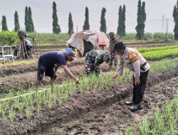 Polsek Krian Polresta Sidoarjo Optimalkan Pekarangan Bergizin Dukung Ketahanan Pangan