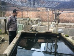 Polsek Tarik Dampingi Warga Budidaya Ikan Lele