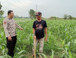 Polsek Tarik Optimalisasi Pengelolahan Lahan Jagung untuk Ketahanan Pangan