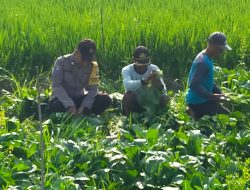 Warga Desa Kemantren Panen Sayuran di Pekarangan Pangan Bergizi, Bhabinkamtibmas Lakukan Pendampingan