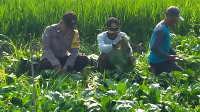 Warga Desa Kemantren Panen Sayuran di Pekarangan Pangan Bergizi, Bhabinkamtibmas Lakukan Pendampingan