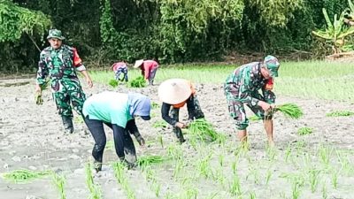 Babinsa Kodim Bojonegoro Bantu Petani Wujudkan Ketahanan Pangan Nasional