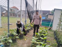 Bhabinkamtibmas Desa Entalsewu Dukung Program Ketahanan Pangan Lewat Pendampingan Warga