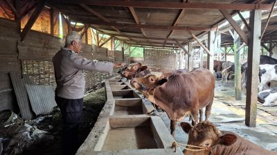 Bhabinkamtibmas Desa Simoketawang Bersama Warga Manfaatkan Lahan Kosong untuk Peternakan Sapi