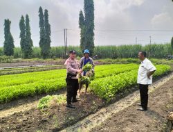 Bhabinkamtibmas dan Kelompok Tani Desa Gamping Kolaborasi Panen Sayur Kangkung, Wujud Nyata Ketahanan Pangan Nasional