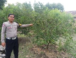 Cek Pekarangan Pangan Bergizi, Polsek Gedangan Dukung Program Asta Cita Presiden RI