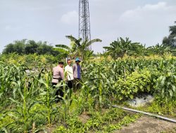 Dalam Rangka Dukung Katahan Pangan, Bhabinkamtibmas Desa Gamping Tinjau Perkembangan Tanaman Jagung