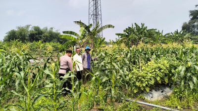Dalam Rangka Dukung Katahan Pangan, Bhabinkamtibmas Desa Gamping Tinjau Perkembangan Tanaman Jagung