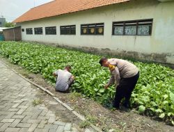 Dukung Asta Cita Presiden, Polsek Tulangan Dorong Swasembada Pangan Lewat Program Polisi Cinta Petani