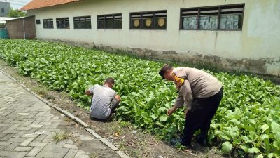 Dukung Asta Cita Presiden, Polsek Tulangan Dorong Swasembada Pangan Lewat Program Polisi Cinta Petani