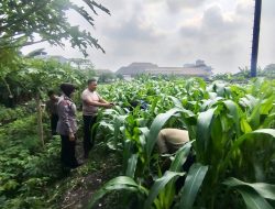 Dukung Ketahanan Pangan, Bhabinkamtibmas Bungurasih Tinjau Lahan Pertanian Warga