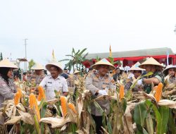Dukung Swasembada Nasional, Polres Grobogan Panen Jagung di Atas 274 Hektare Lahan