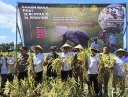Forkopimda Jember Ikuti Panen Raya Padi Serentak di Desa Lojejer