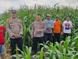 Ketahanan Pangan Nasional, Polres Wonogiri Cek Lahan Jagung Siap Panen