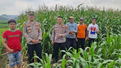 Ketahanan Pangan Nasional, Polres Wonogiri Cek Lahan Jagung Siap Panen