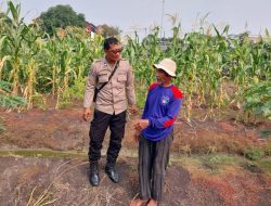 Bhabinkamtibmas Sidokare Tinjau Perkembangan Tanaman Jagung Bersama Petani, Dukung Katahanan Pangan Nasional