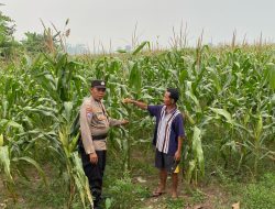 Implementasi Ketahanan Pangan, Tanaman Jagung di Desa Temenggungan Siap Panen