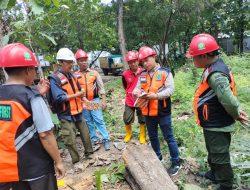Wakil Administratur Perhutani KSKPH Bondowoso Utara, Adakan Gelar Cutting Test Tebangan Jati Tahun 2025
