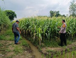 Kapolsek Tarik Berikan Pendampingan untuk Swasembada Pangan Mandiri Tingkat Desa