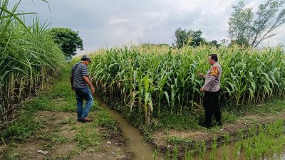 Kapolsek Tarik Berikan Pendampingan untuk Swasembada Pangan Mandiri Tingkat Desa