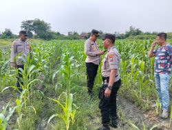 Kapolsek Tulangan Polresta Sidoarjo dan Bhabinkamtibmas Desa Kedondong Tinjau Lahan Jagung, Dukung Program Ketahanan Pangan Bergizi
