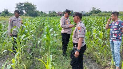 Kapolsek Tulangan Polresta Sidoarjo dan Bhabinkamtibmas Desa Kedondong Tinjau Lahan Jagung, Dukung Program Ketahanan Pangan Bergizi