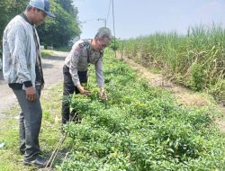 Polresta Sidoarjo Dorong Ketahanan Pangan, Bhabinkamtibmas Desa Kedungsugo Sulap Bahu Jalan Jadi Lahan Produktif