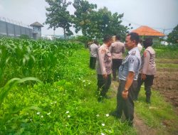Polresta Sidoarjo Lakukan Monitoring Program Ketahanan Pangan di Dua Lahan Wilayah Kecamatan Porong